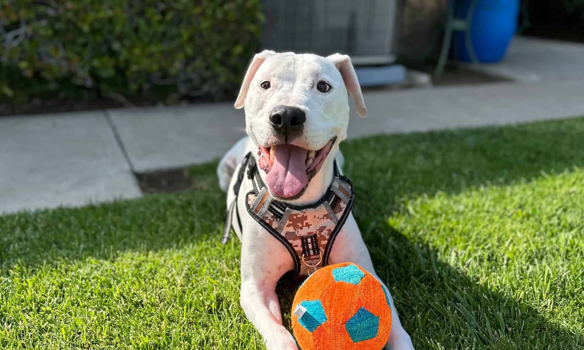 In-person and Virtual dog training Paws and People