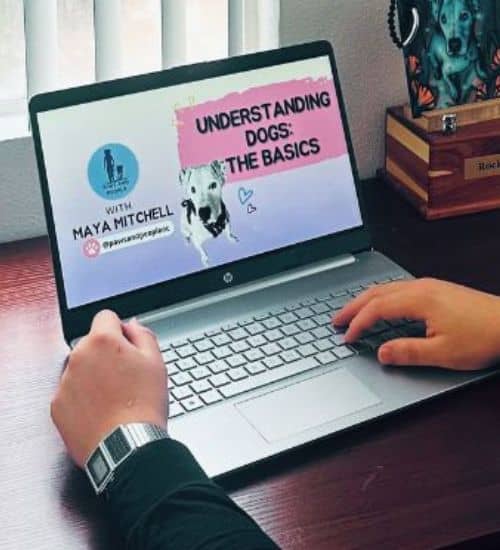 Self-paced online course Trusted Rancho Santa Margarita Dog Training Services