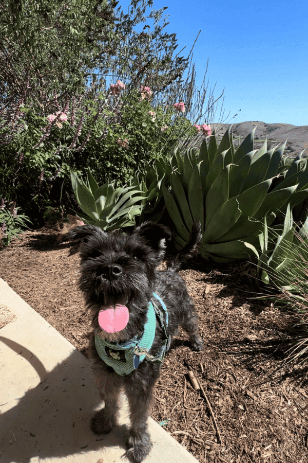 Online Courses Self Paced Dog Training