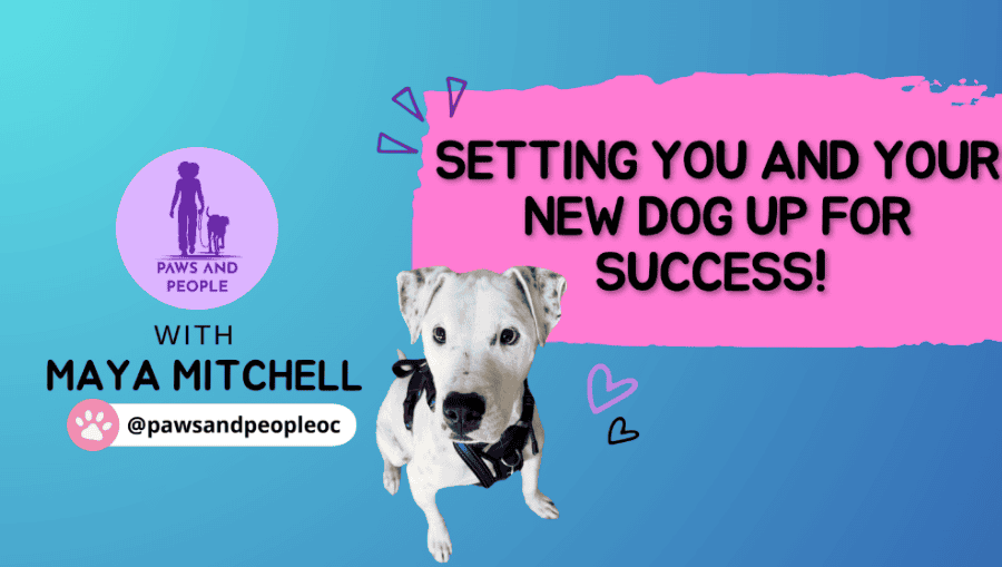 SETTING YOU AND YOUR NEW DOG UP FOR SUCCESS! with maya mitchell